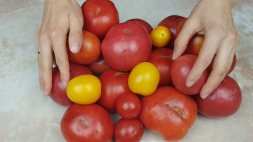 La récolte de tomates la plus facile pour l'hiver