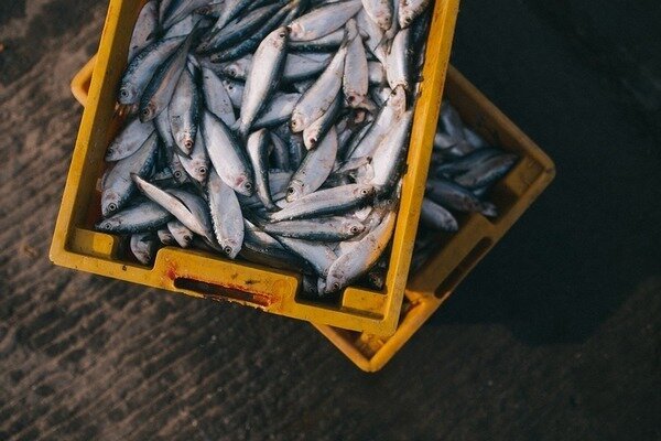 Vous pouvez acheter du poisson sans crainte - il a été pêché le matin (Photo: Pixabay.com)