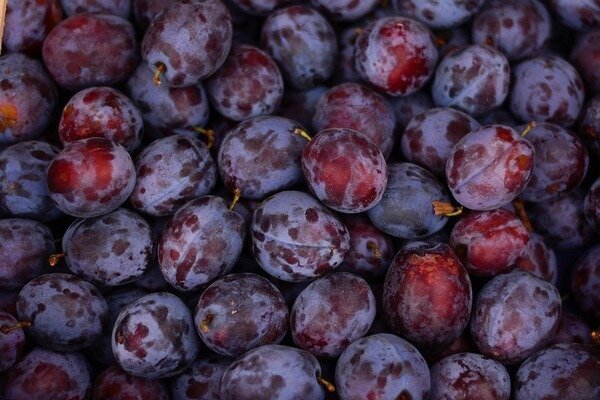 Les prunes sont les laxatifs les plus connus (Photo: Pixabay.com)