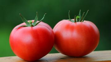 Tomates: fluidifier le sang, la guérison de l'hypertension, le diabète, l'oncologie et même