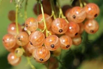 Baies et fruits: qui sont réellement utiles