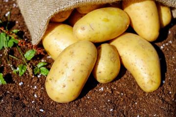Injustement calomnié: Dissiper les trois mythes sur les dangers de pommes de terre