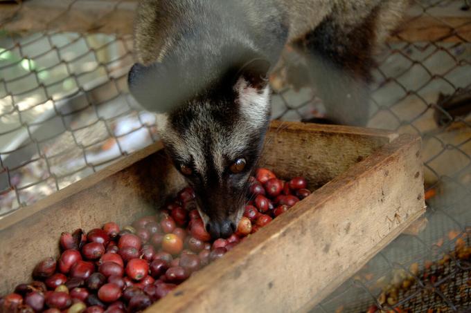 Kopi Luwak