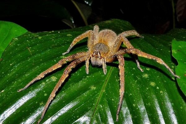 La morsure même de petites araignées peut être dangereuse (Photo: topcafe.su)