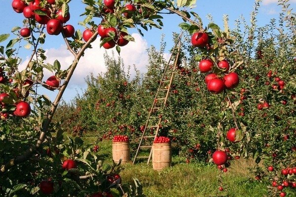 Une pomme peut tuer une mauvaise odeur (Photo: Pixabay.com)