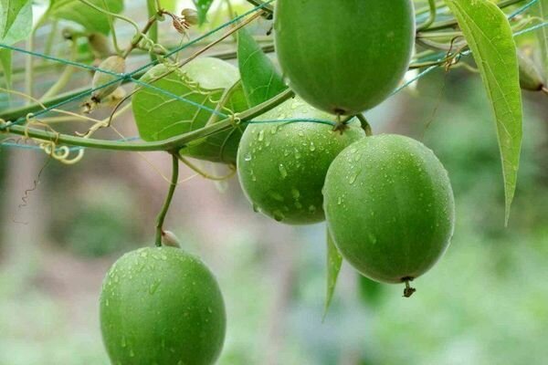 Le fruit du Bouddha est utilisé dans son essence, les édulcorants, les médicaments sont fabriqués sur sa base (Photo: pinimg.com)