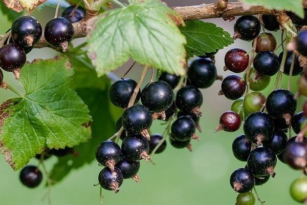 Les raisins de Corinthe peuvent être congelés ou préparés avec de la confiture (Photo: pixabay.com)